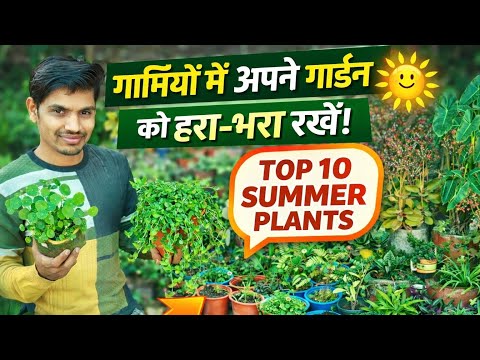 10 most special plants that keep the garden green throughout the summer. Summer Flowering Plant