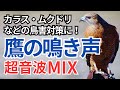 【鳥害対策】鷹の鳴き声と超音波のW効果でカラス、ムクドリなどを撃退