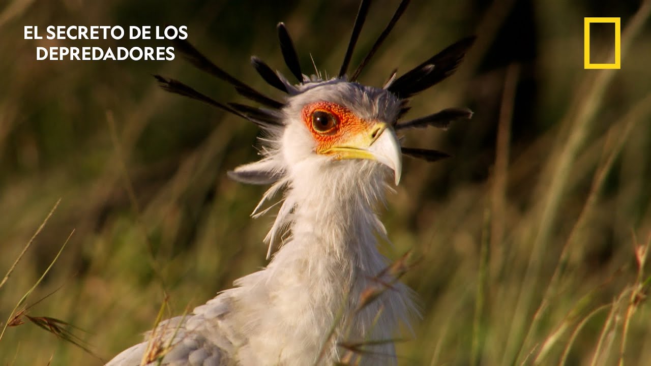 Un depredador con plumas pero con los pies en el suelo | ANIMALES | NATIONAL GEOGRAPHIC