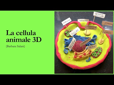 La cellula animale 3D con la pasta di sale (3D cell model)
