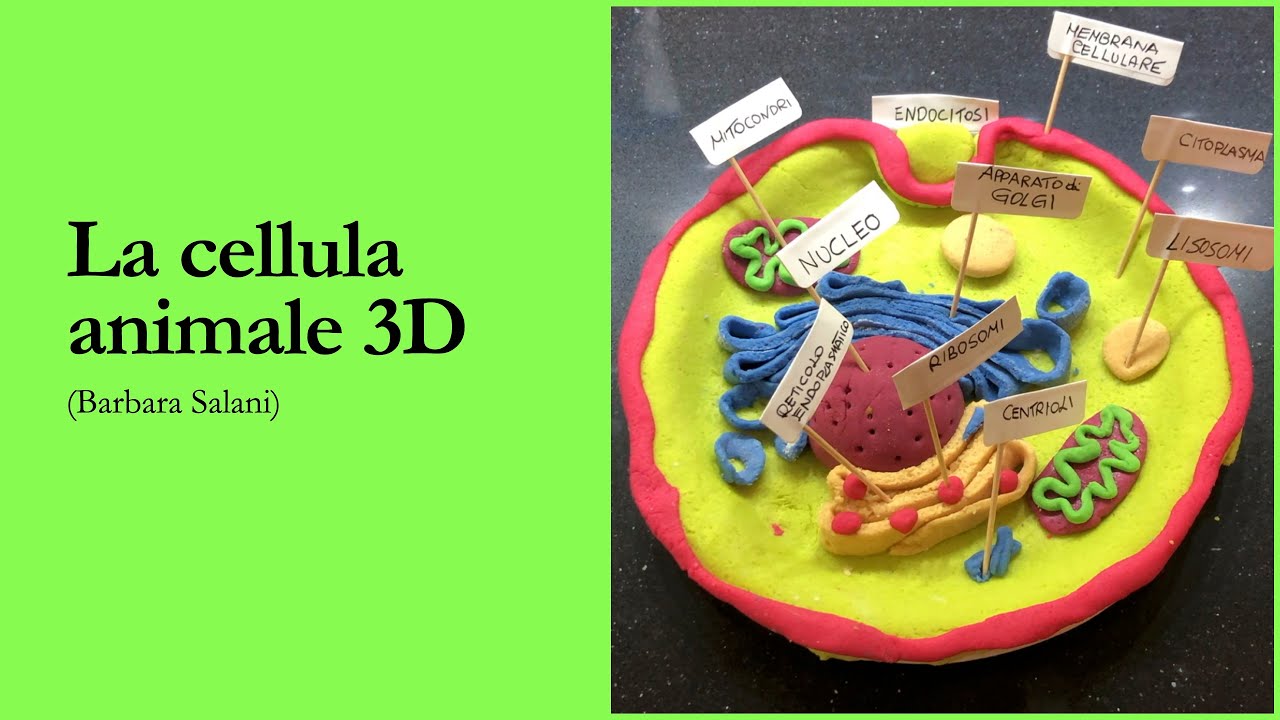 La cellula animale 3D con la pasta di sale (3D cell model) YouTube La cellula animale 3D con la pasta di sale (3D cell model) YouTube
