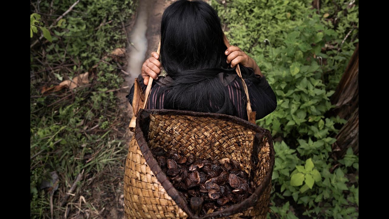 El pueblo Zoró y la castaña frenan la deforestación en la Amazonía ...