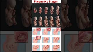 fetal growth week by week viral trending youtube baby pregnancy