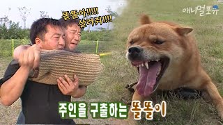 진돗개의 충성심이 돋보이는 한중일 국견들의 충성심 테스트💥 l KBS 주주클럽 050904 방송