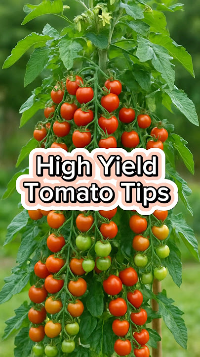 Tomato Growing Tips for High yield #roomtogrow #gardenigtip #gardening #tidyingup #garden #gardentip