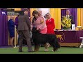 Bernese Mountain Dogs | Breed Judging 2020