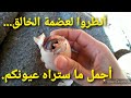 أروع مفاجأة لقيتها بالصباح الباكر مكنت ظناها ولا فالحسبان فرحت بها وحمدت الله الرزاق الوهاب أروع مفاجأة لقيتها بالصباح الباكر مكنت ظناها ولا فالحسبان فرحت بها وحمدت الله الرزاق الوهاب