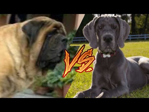 Английский мастиф против Немецкого дога//Animals Battle//Versus//Какая собака сильнее?//