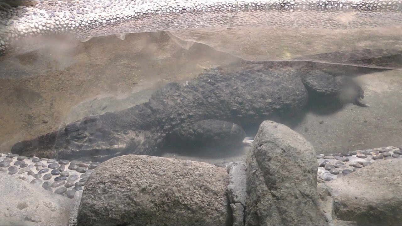 ニシアフリカコビトワニ,広島市安佐動物公園,Dwarf Crocodile,Asa Zoo