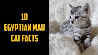 10 Egyptian Mau Cat Facts | Animals Unlimited | Sameer Gudhate by Animals Unlimited 8,577 views 5 years ago 8 minutes, 30 seconds