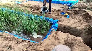 Reed Bed Technology for Sewage Water Treatment