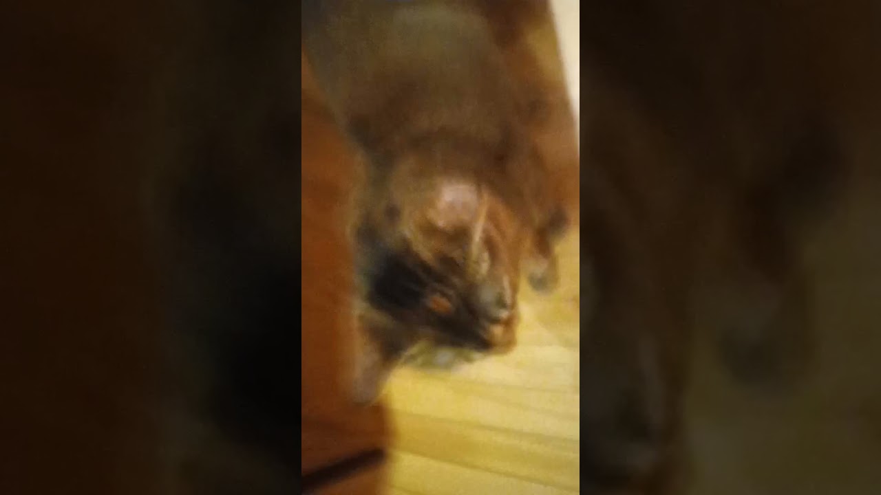 KITTY_2