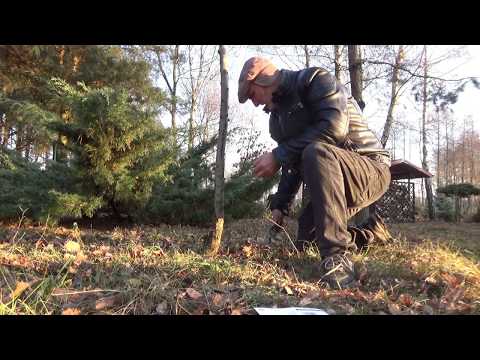 Wideo: Zapylenie drzewa orzecha laskowego: Zapylanie orzechów laskowych w sadzie domowym