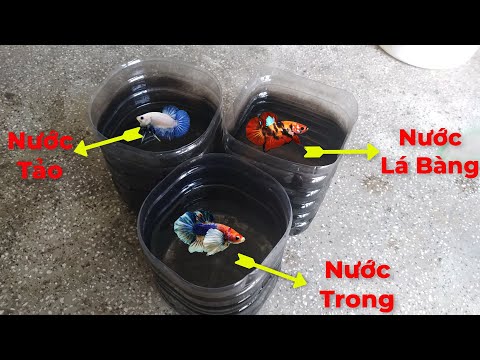 Video: Hartz Nhớ Lại Một Lô Thức ăn Cho Cá Betta Wardley