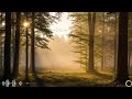 FOREST CALM MEDITATION MUSIC 🌲 | DEEP AMBIENT HEALING SOUNDS FOR SLEEP, YOGA &amp; STRESS RELIEF