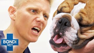 High-Risk Bulldog's Castration Surgery 😳 National Love Your Pet Day | VOTHl Clip | Bondi Vet