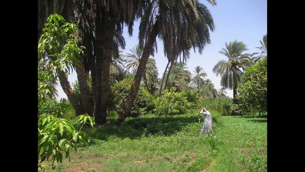من أجمل الاماكن اللى ممكن تشوفها وتقضى فيها وقت جميل.الشراونة بحرى .اسوان Aswan,Egypt