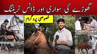 Horse Training steps||Dancing horse training||Horse Riding Tricks and accessories|Pakistani Horses