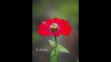 dslr level mobile photography 💓💓 with snapseed and Lightroom