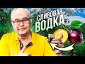 Сливовая водка - это просто! Рецепт сливянки в домашних условиях. Сливовый мацерат.