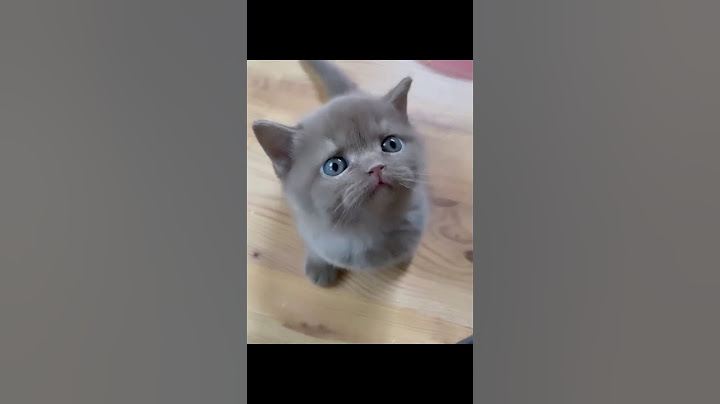 ลูกแมว ตาแป๋ว ตัวเล็ก น่ารัก ร้องหิวนม