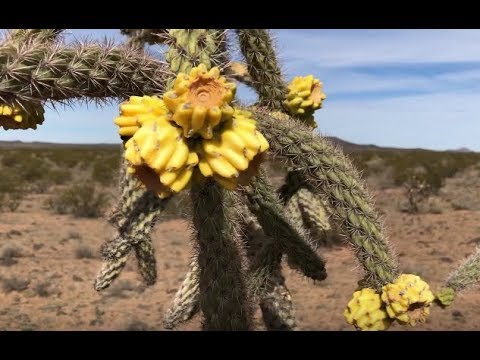 Video: Walking Stick Cholla Care - Kawm Yuav Ua Li Cas Loj Hlob Taub Ntoo Ntoo