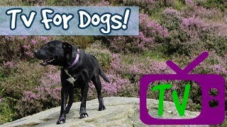 TV for Dogs! Audio with Visuals Therapy for Dogs, Help Entertain My Lonely Dog - Footage for Dogs