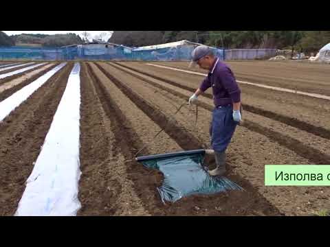 Видео: Лехи за ягоди под агрофибър