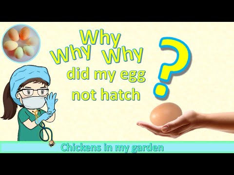 Video: Piščančje jajce v piščančem jajcu v piščancih - neuspešno jajce Xzibit