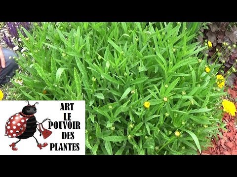 Vidéo: Care Of Coreopsis - Comment cultiver et entretenir les plantes Coreopsis