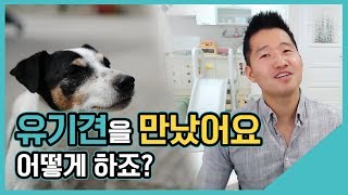 유기견을 만났어요 어떻게 하죠?｜수밤라이브