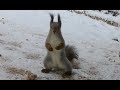 Говорящая белка :) Talking squirrel :)