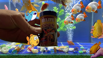 Tổng Hợp Video Động Vật Đầy Màu Sắc,Hoa,Cây,Cá Da Trơn,Cá Koi,Cá Cắt Kéo,Cá Cánh Buồm,Cá Lóc Bông