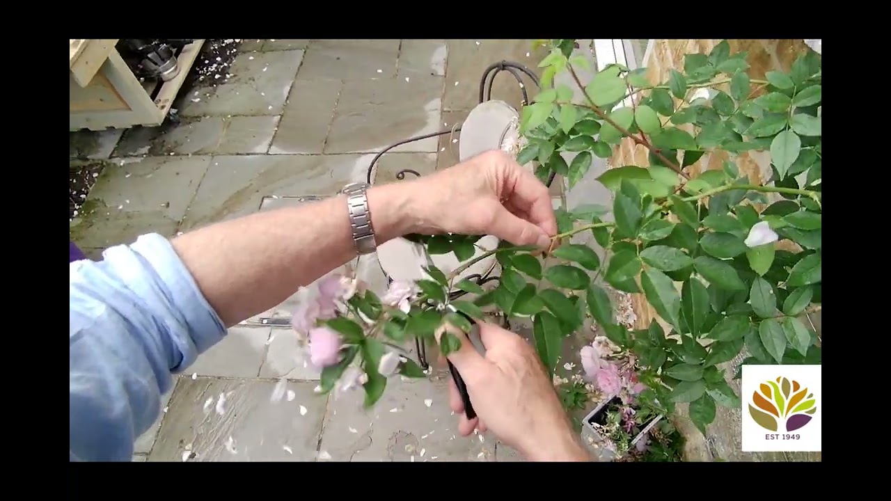 Deadheading & Summer Pruning Repeat Flowering Rose