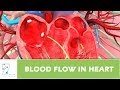 Blood flow in heart