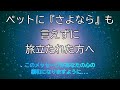 ペットを突然亡くされた方の辛いお気持ちの緩和になったら…と願いを込めて、私の親友に起きた猫のお話をシェアさせてください。