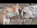 【通常運転】同じ部屋なのに反応が違いすぎる🐾