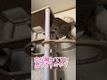 キャットタワーを購入した残念な結果がこちら