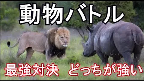 最強同士の戦い