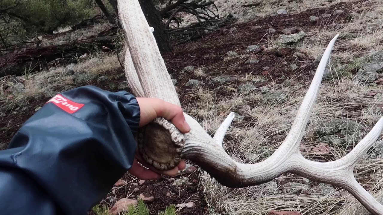 New Mexico Elk Sheds Part 1 Brandon Pitcher ( Hard White City ) YouTube