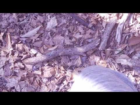 crunch SQUISH NATURE walk [no talking] ASMR