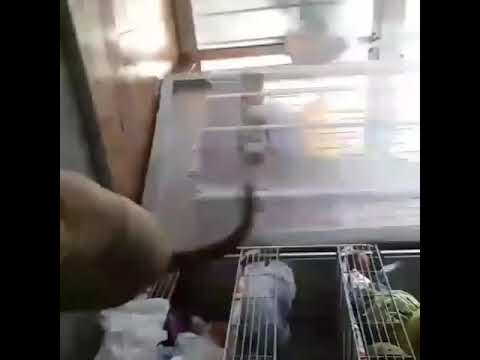 Pitbull ojos grises - YouTube