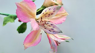 САХАРНАЯ АЛЬСТРОМЕРИЯ/SUGAG ALSTROEMERIA