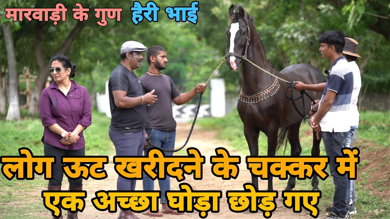 Stallion Rajprince जिसने साउथ में आते ही मचाया धमाका || आज है सबकी नज़र राजप्रिंस पर