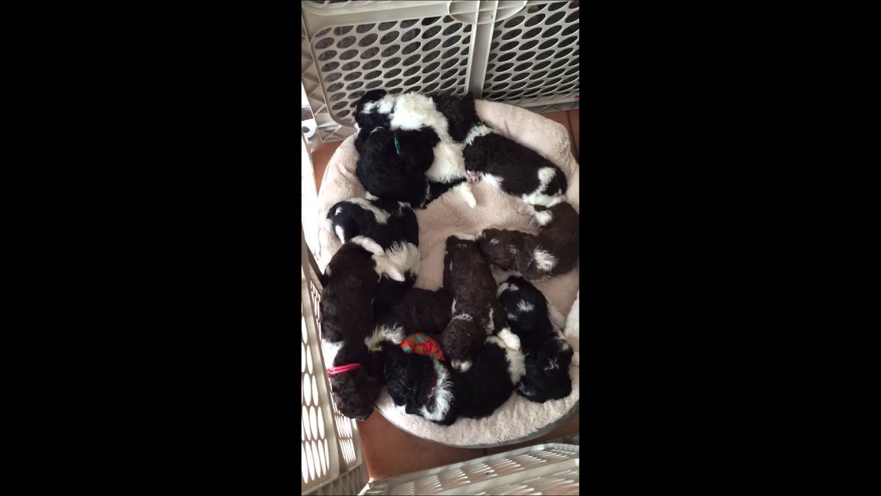 Standard Parti Poodle Puppies for Sale in Orange County ...