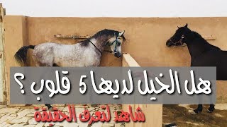 هل الخيل لديها خمسة قلوب ام قلب واحد ؟ شاهد لتتعرف عليها !   الخيل لديها خمسة قلوب