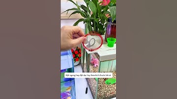 Kệ để đồ trên thành bể cá vừa trồng cây vừa làm nơi cho cá ăn và cất dụng cụ nhỏ #aquatic #shorts