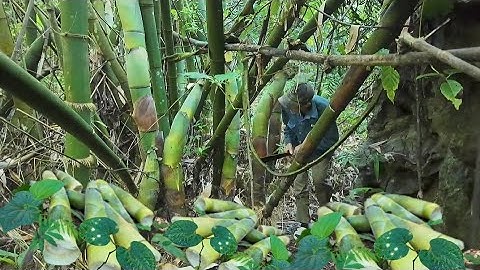 Dũng thật thà | Đi hái măng rừng trúng mánh toàn măng to