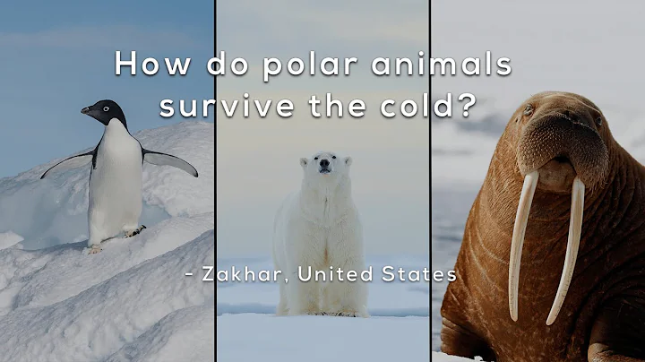 How do polar animals survive the cold?
