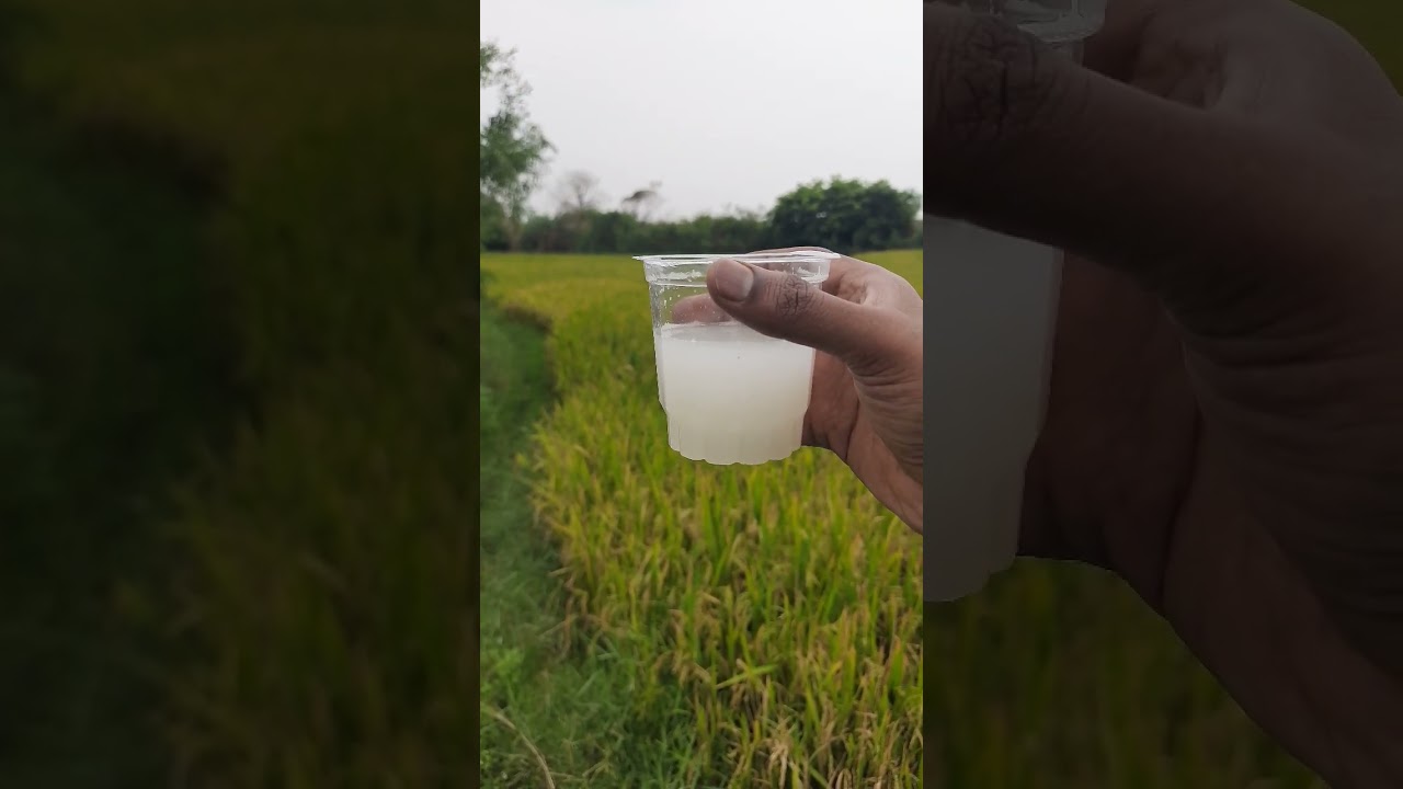 fresh toddy in paddy fields